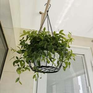 【阳台挂盆图片】近期1217组阳台挂盆