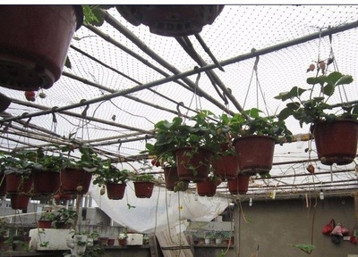 小伙用普通吊篮花盆楼顶种了300多盆草莓,根本吃不完,几个月果期下来卖几千块