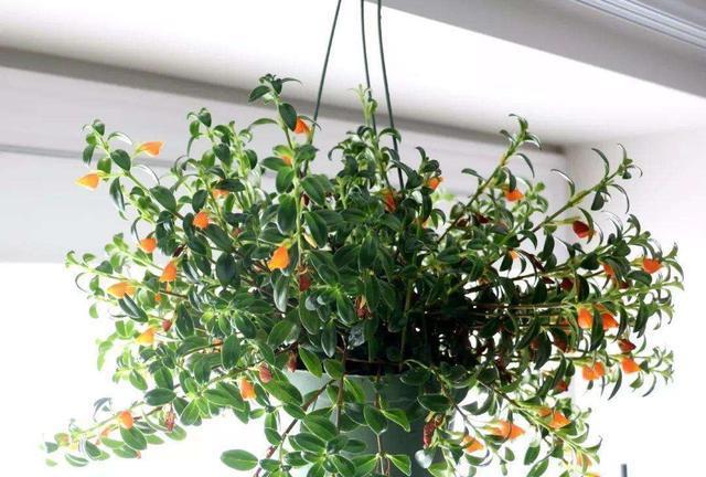 给大家介绍几种吊篮,除了金边吊兰,你还知道几种?