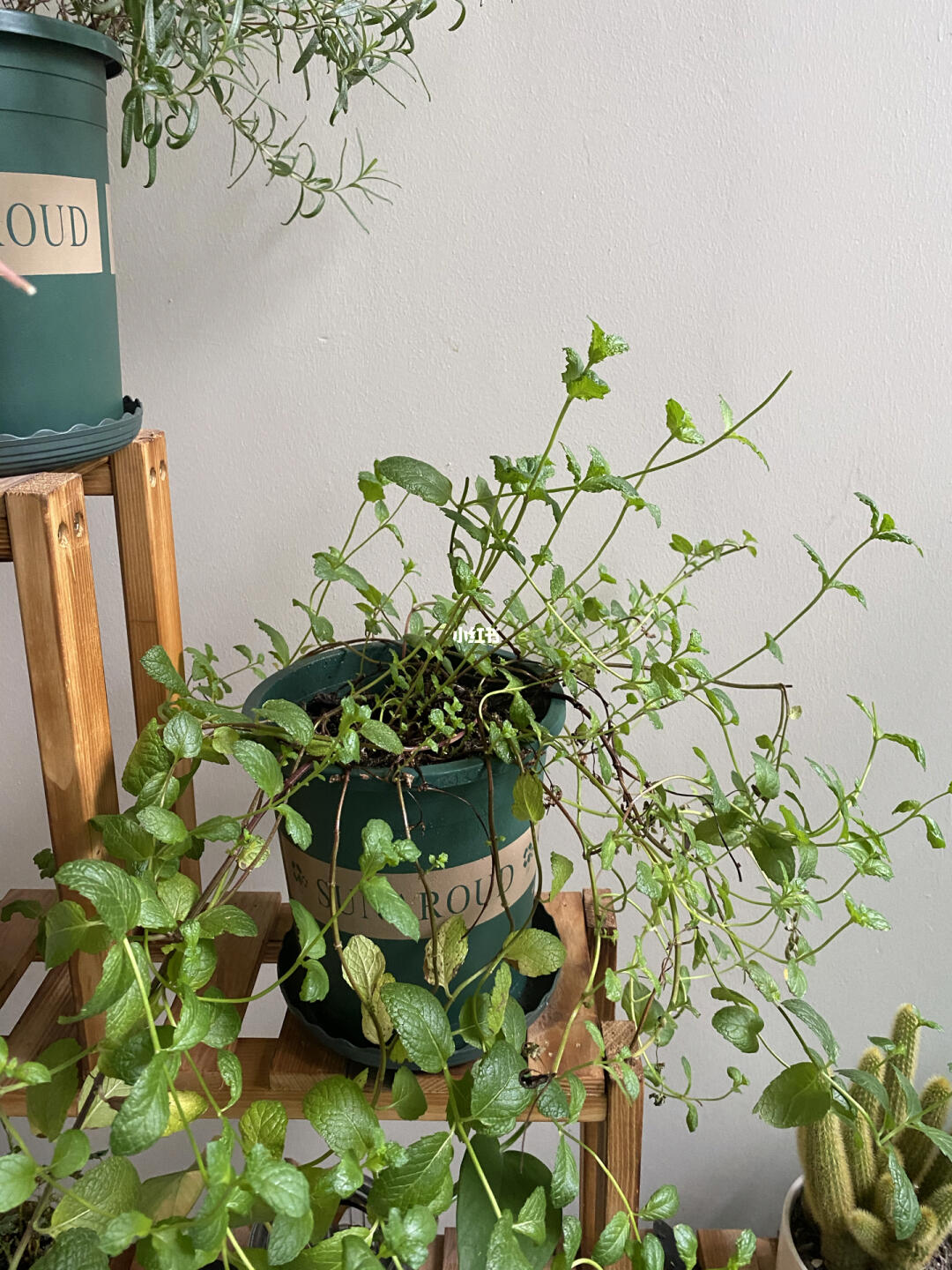从薄荷到吊篮 植物爱好者的一次精彩转型