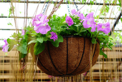 空中花园 吊篮花篮的美丽装饰艺术